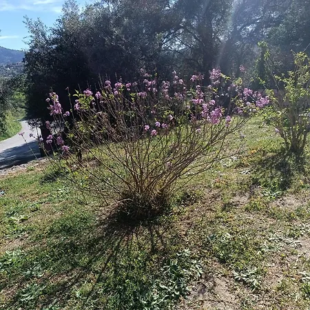 εξοχικό στο βιρο κέρκυρας * Kastania (Corfu)
