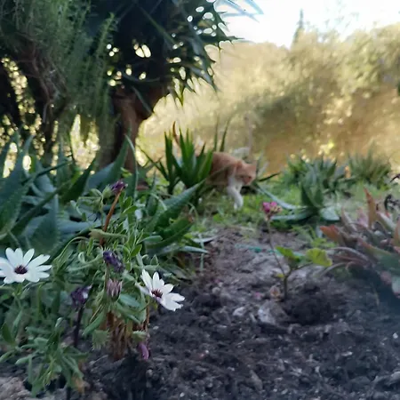 εξοχικό στο βιρο κέρκυρας Homestay Kastania (Corfu)